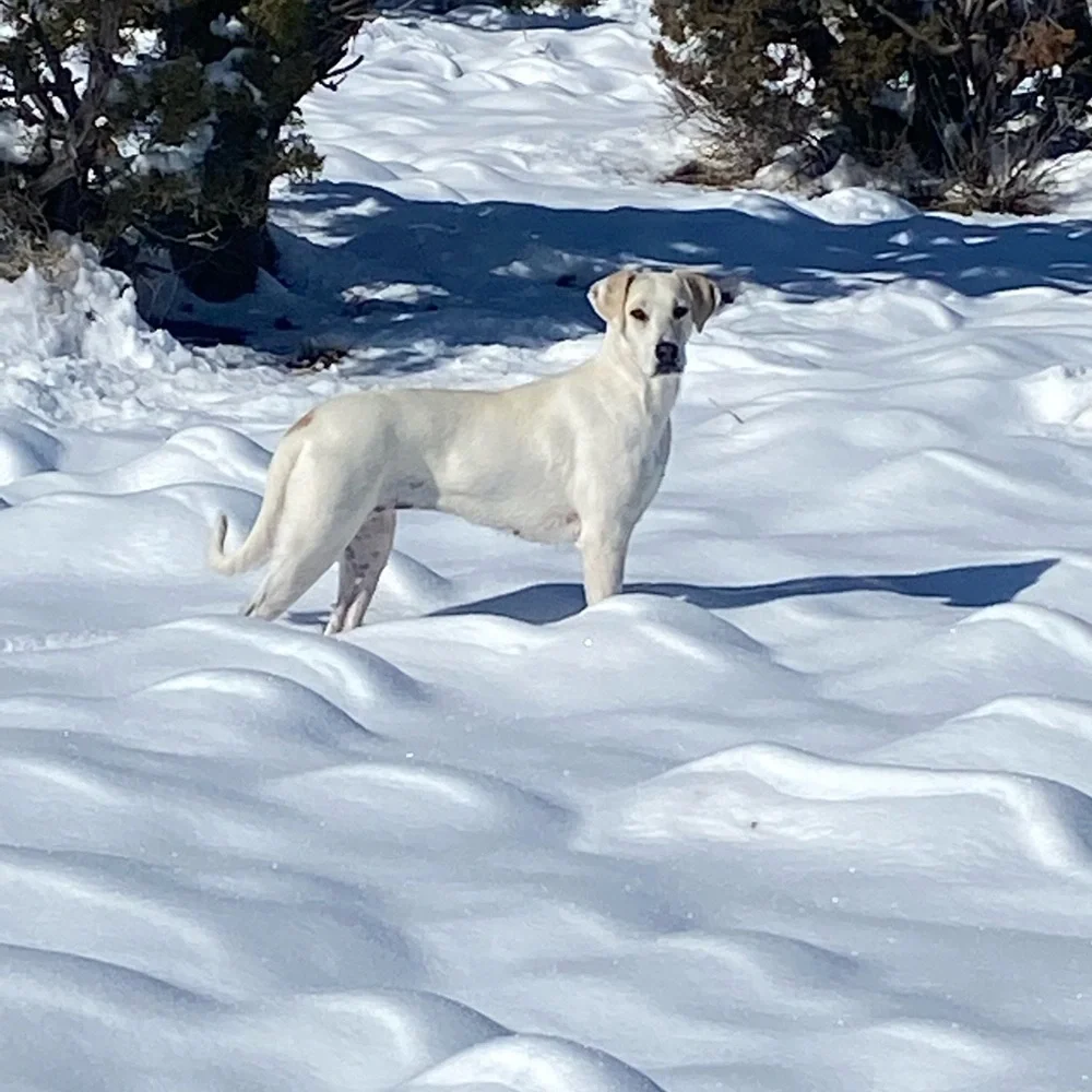 Us🤠🐶🔨 - Picture 14 of 16